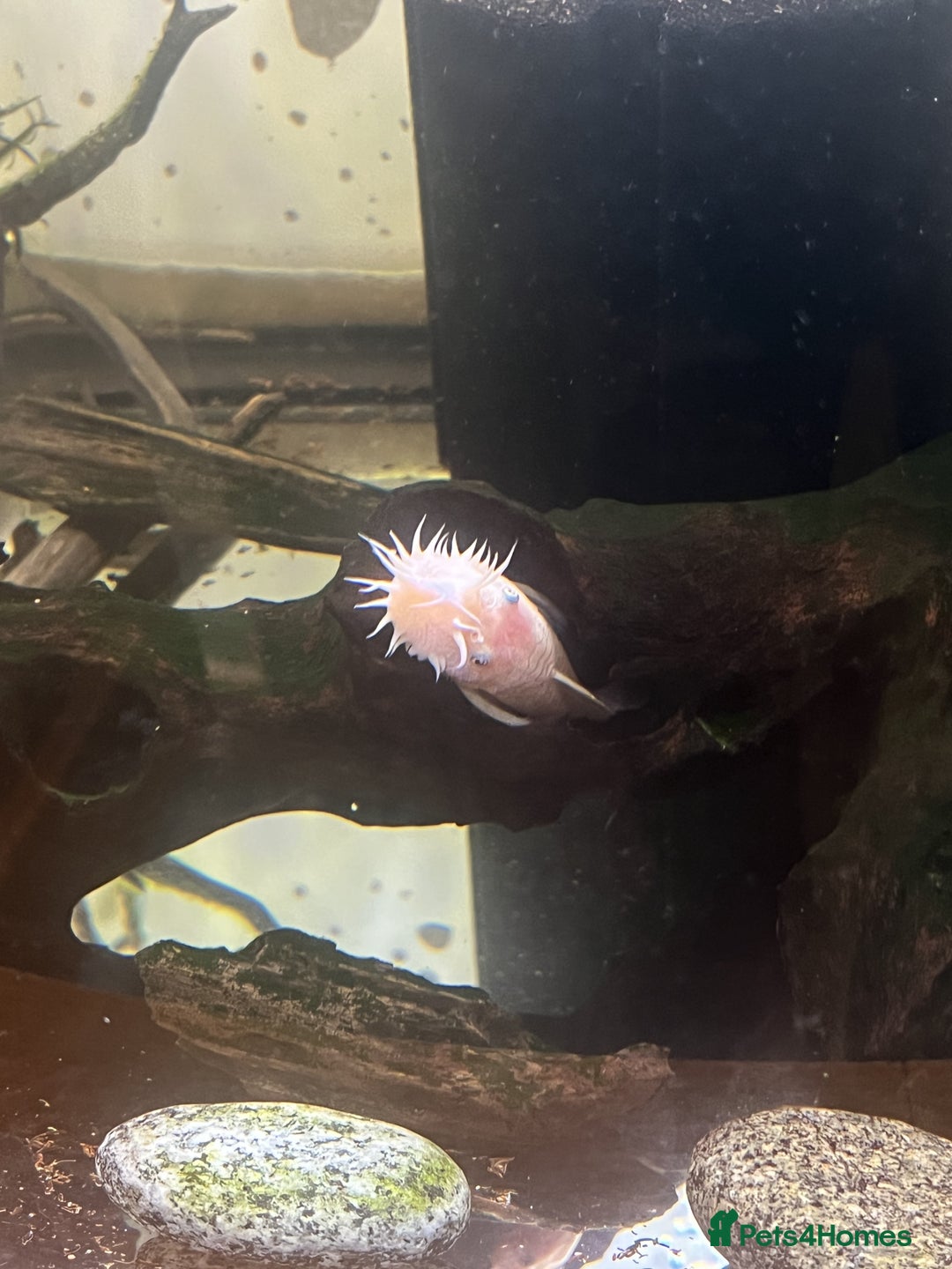 Angelfish fish for sale: Angels & Plecos - Image 9