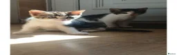 Mixed Breed cats for sale: Kittens for sale - Advert 4