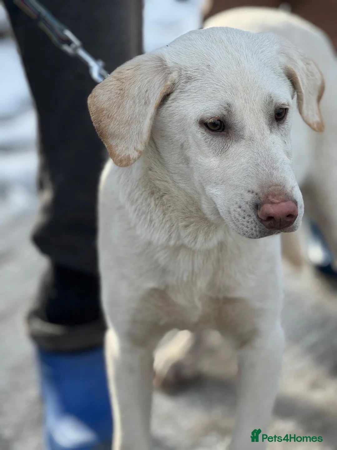 Mixed Breed dogs for adoption: 🐾 JACK – Gentle Soul with the Sweetest Eyes - Advert 31