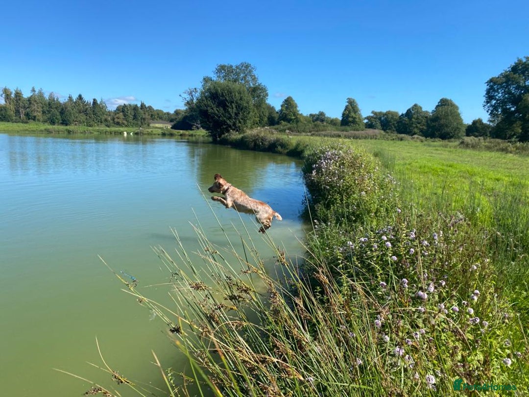 Cocker Spaniel dogs for sale: Working Cocker Spaniel Puppies  - Advert 7
