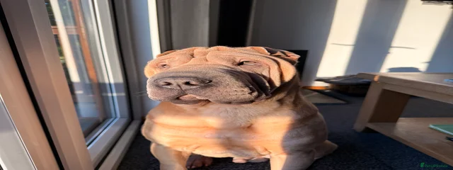 Pablo