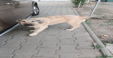 Mixed Breed dogs - Advert 3