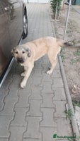 Mixed Breed dogs 🐾 WINNIE - a Lovely young Girl, for a Loving Home - Advert 2