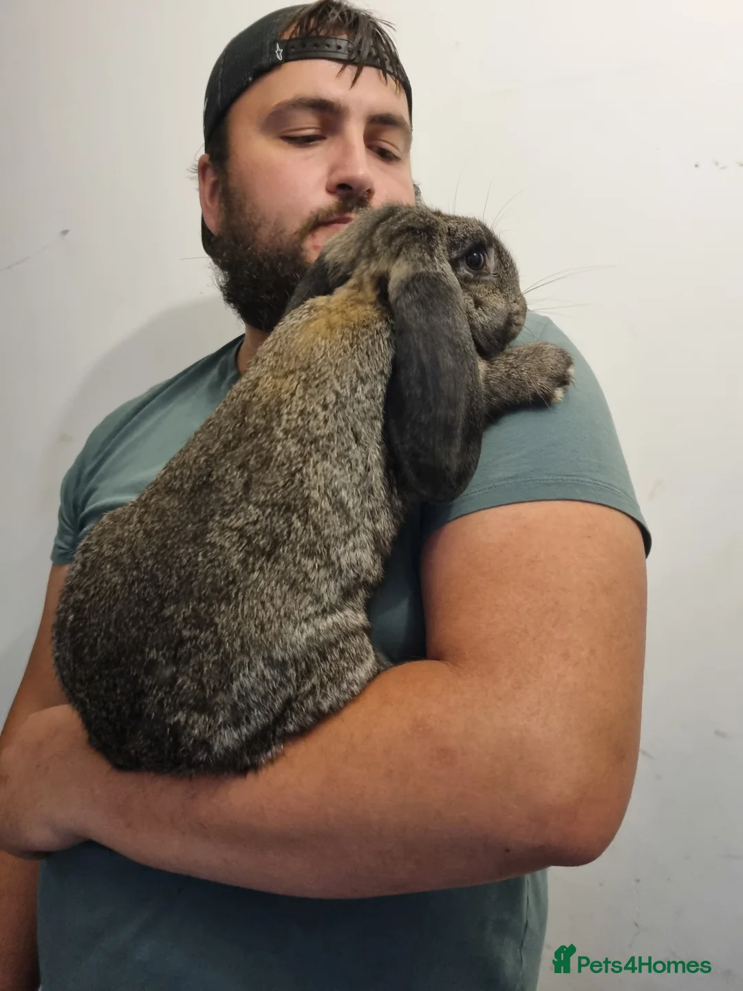 French Lop rabbits for sale: French lop buck in Abertillery - Advert 2
