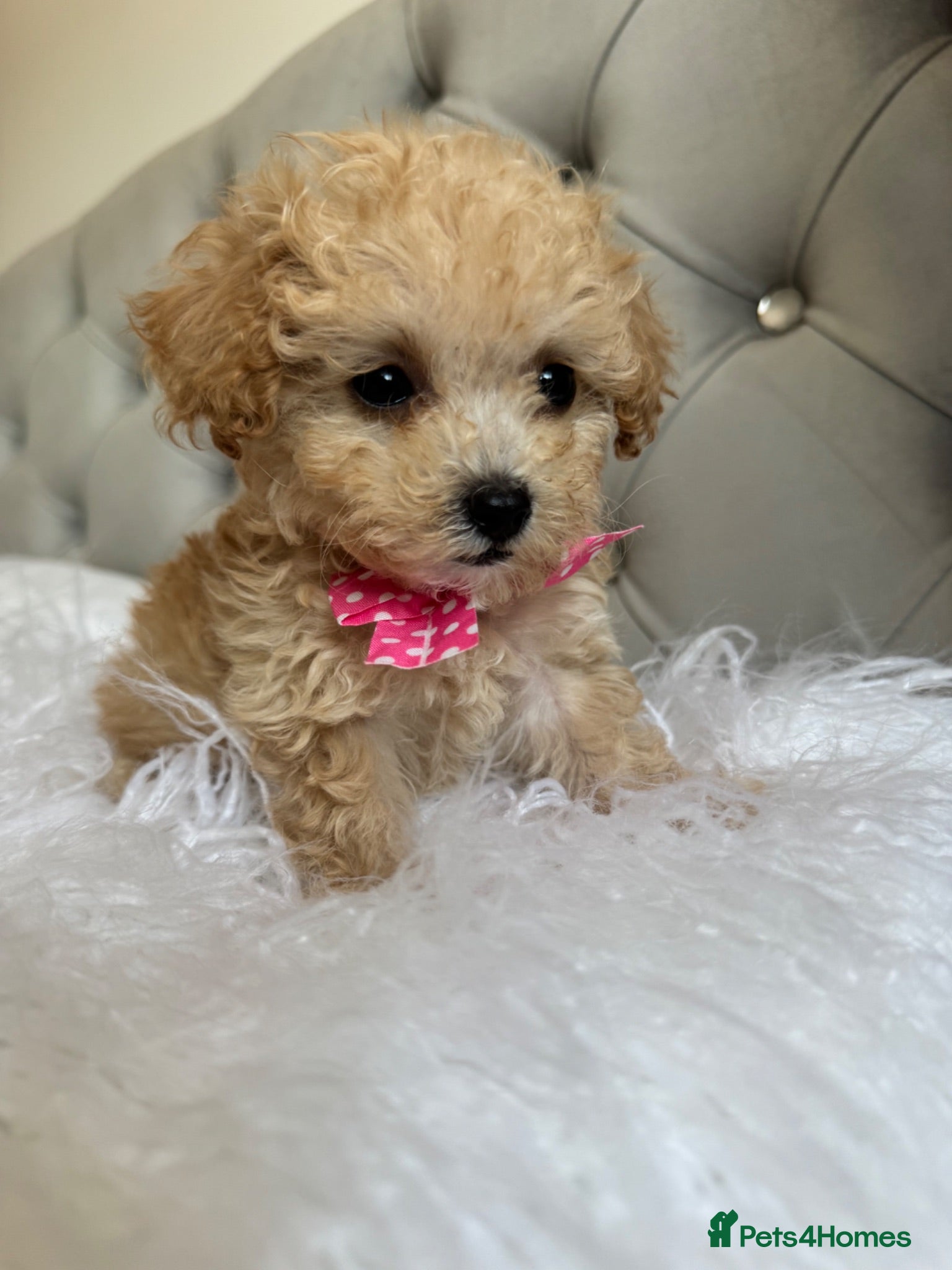 Cockapoo dogs 🐾 Adorable F1BB Teddy bear toy cockapoos 🐾 - Advert 2