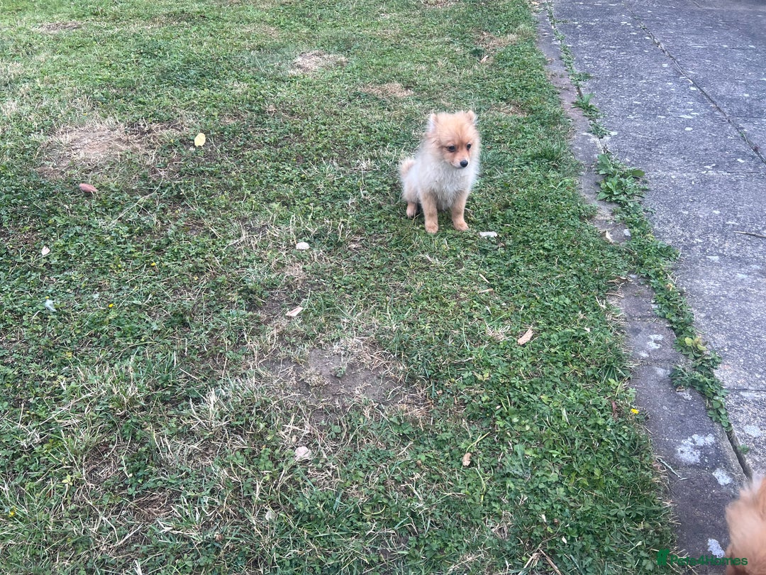 German Spitz dogs for sale: 4x Beautiful German Spitz Pomeranian Puppies  - Image 37