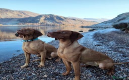 Hungarian Vizsla dogs for sale: Stunning litter KC registered Hungarian Puppy's  - Image 15