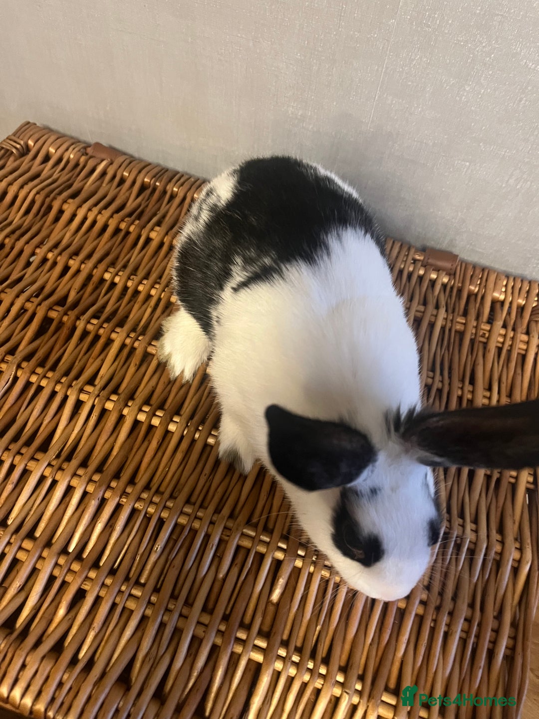 English Spot rabbits for sale: Baby English fancy rabbits - Advert 9