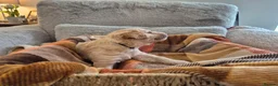 Labradoodle dogs for sale: Labradoodle puppies in Cupar - Advert 11
