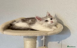 Maine Coon cats for sale: TICA Stunning Maine Coon Kittens - ACTIVE 🩷 - Image 18