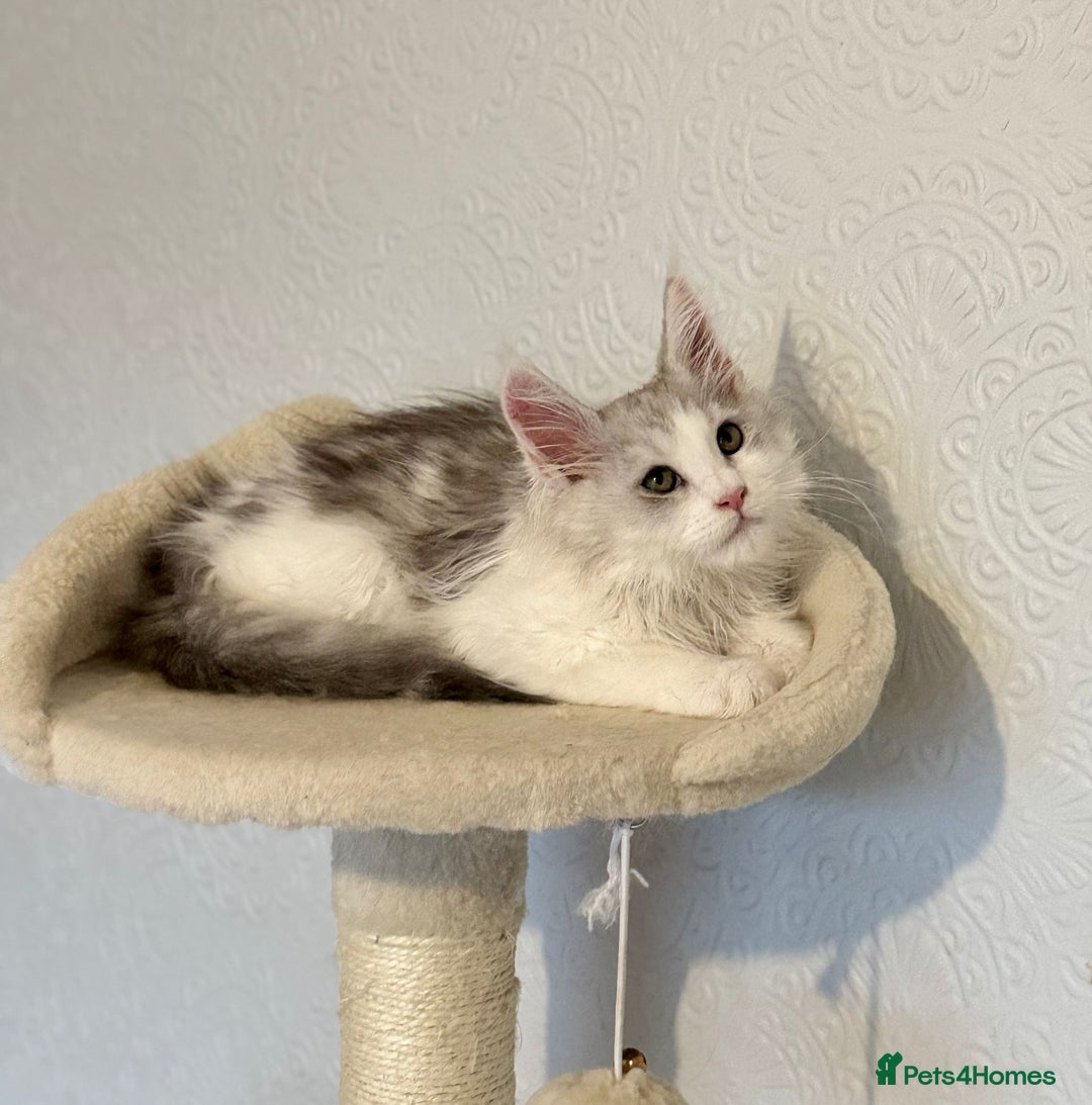 Maine Coon cats for sale: TICA Stunning Maine Coon Kittens - ACTIVE 🩷 - Image 18