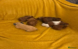 Guinea Pig rodents for sale: Mixed Guinea Pig babies  - Advert 2