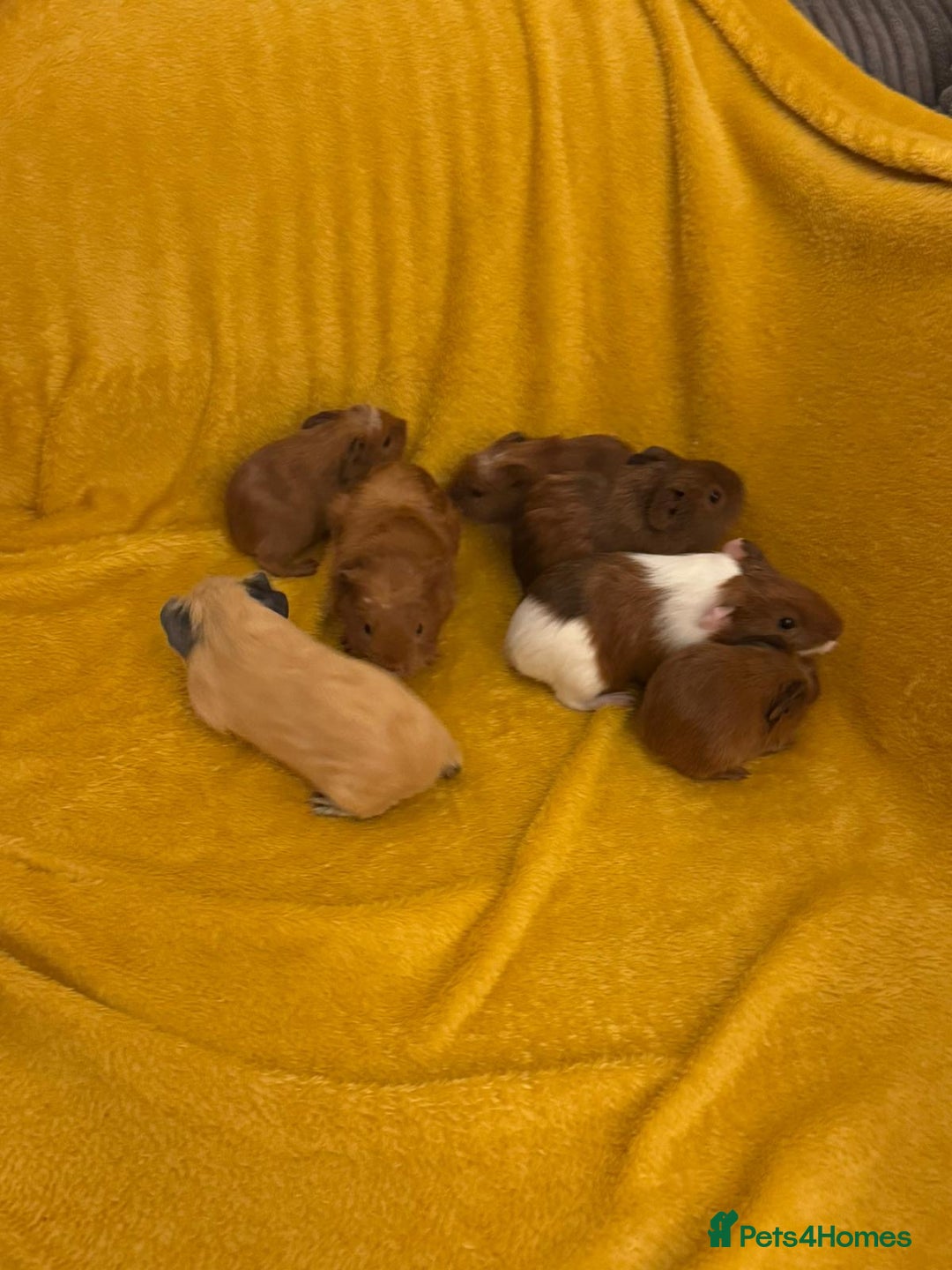 Guinea Pig rodents for sale: Mixed Guinea Pig babies  - Advert 2