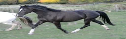 British Warmblood horses for sale: Beautiful black warmblood mare with golden temp in Maesteg - Advert 15