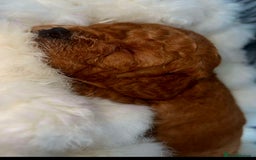Cockapoo dogs for sale: Stunning litter of Fox red miniature Cockapoo's  - Image 8