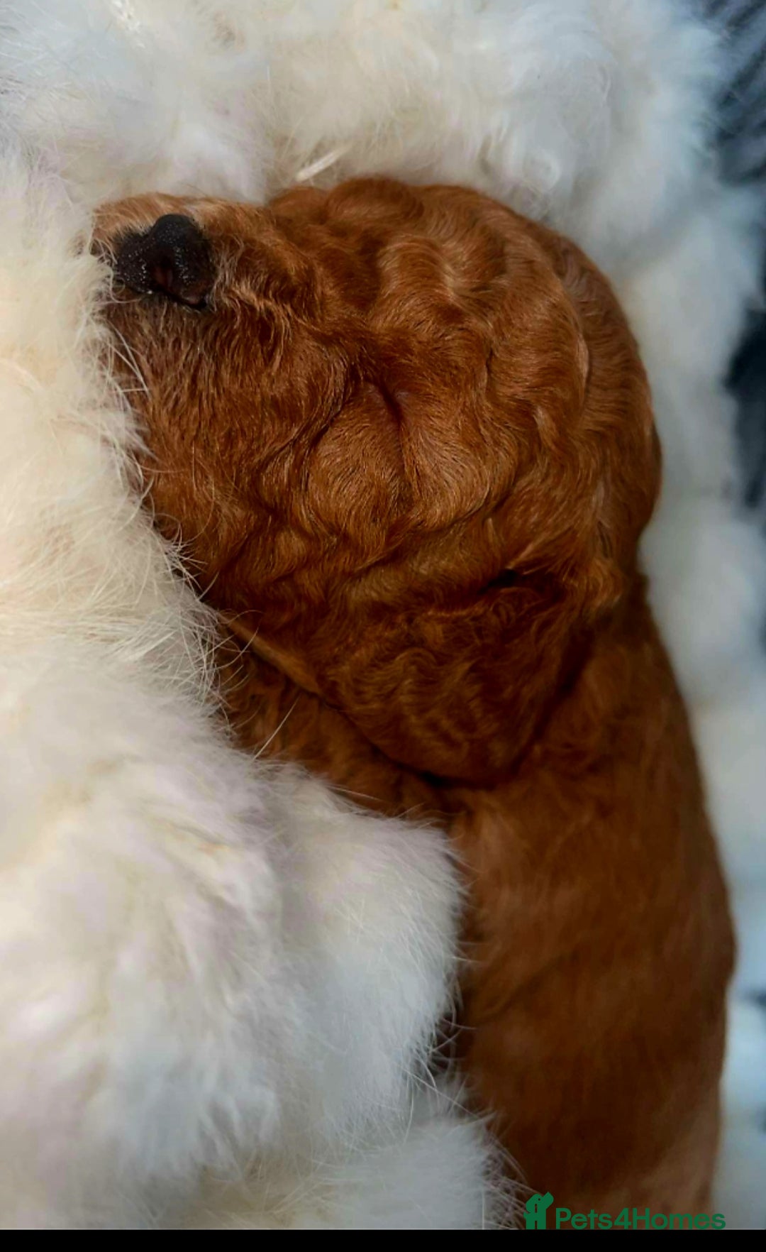 Cockapoo dogs for sale: Stunning litter of Fox red miniature Cockapoo's  - Image 8