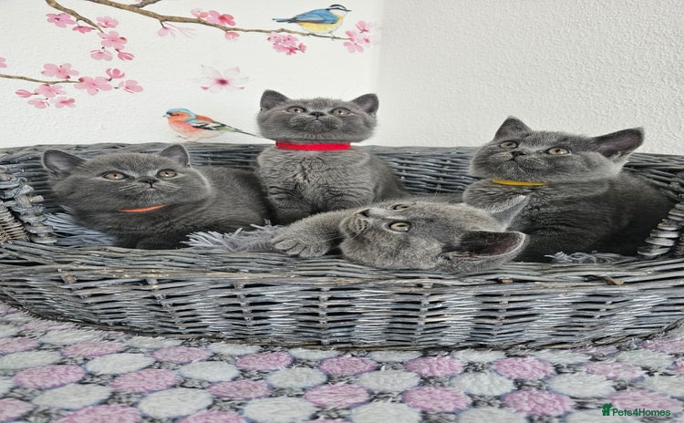 British Shorthair cats - Advert 2