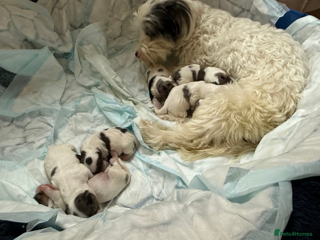 Biewer Terrier dogs for sale: Beautiful Biewer puppies  - Image 13