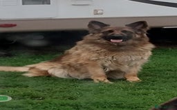 German Shepherd dogs for sale: Fabulous chunky German shepherd puppies - Image 1