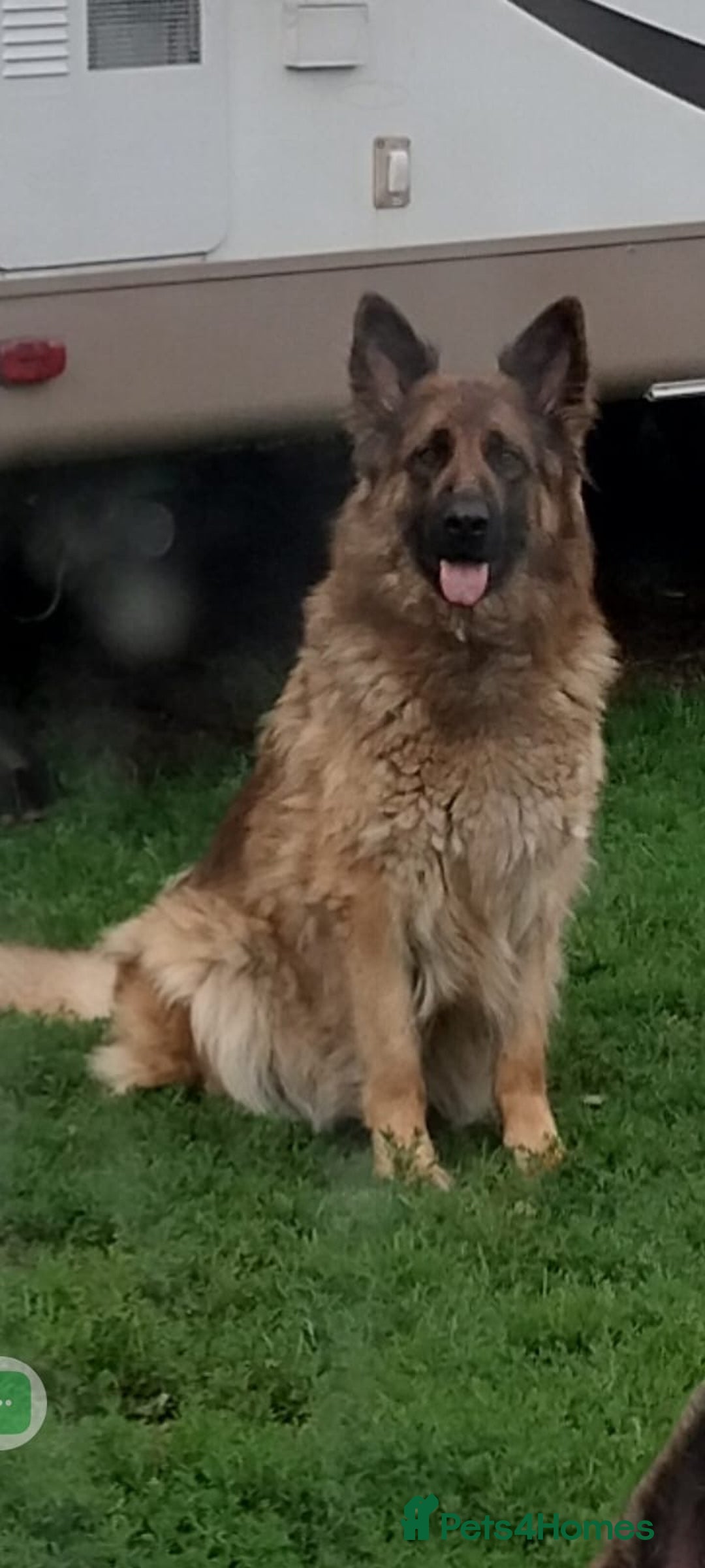 German Shepherd dogs for sale: Fabulous chunky German shepherd puppies - Image 1