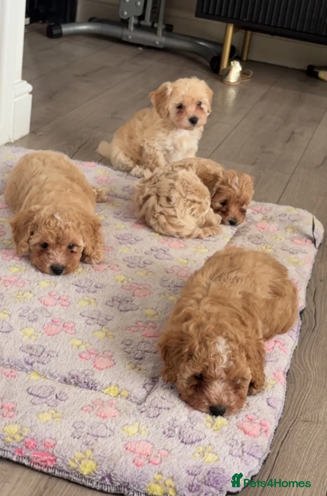 Mixed Breed dogs for sale: 2 beautiful Maltipoos left  in Matlock - Advert 2