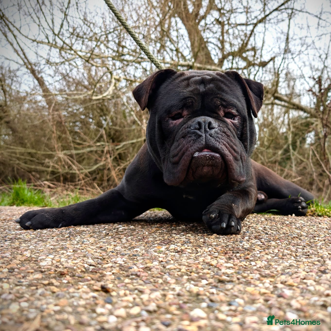 Olde English Bulldogge dogs Male Olde English bulldogge/old English bulldog - Advert 3