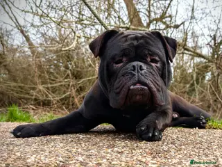 Olde English Bulldogge dogs Male Olde English bulldogge/old English bulldog - Advert 3