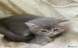 British Shorthair cats for sale: Fabulous, playful and healthy BSH kittens, rare - Image 30