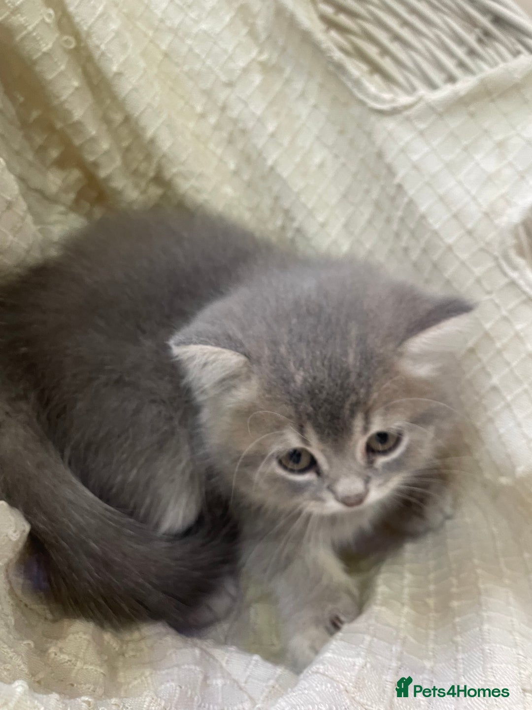 British Shorthair cats for sale: Fabulous, playful and healthy BSH kittens, rare - Image 30