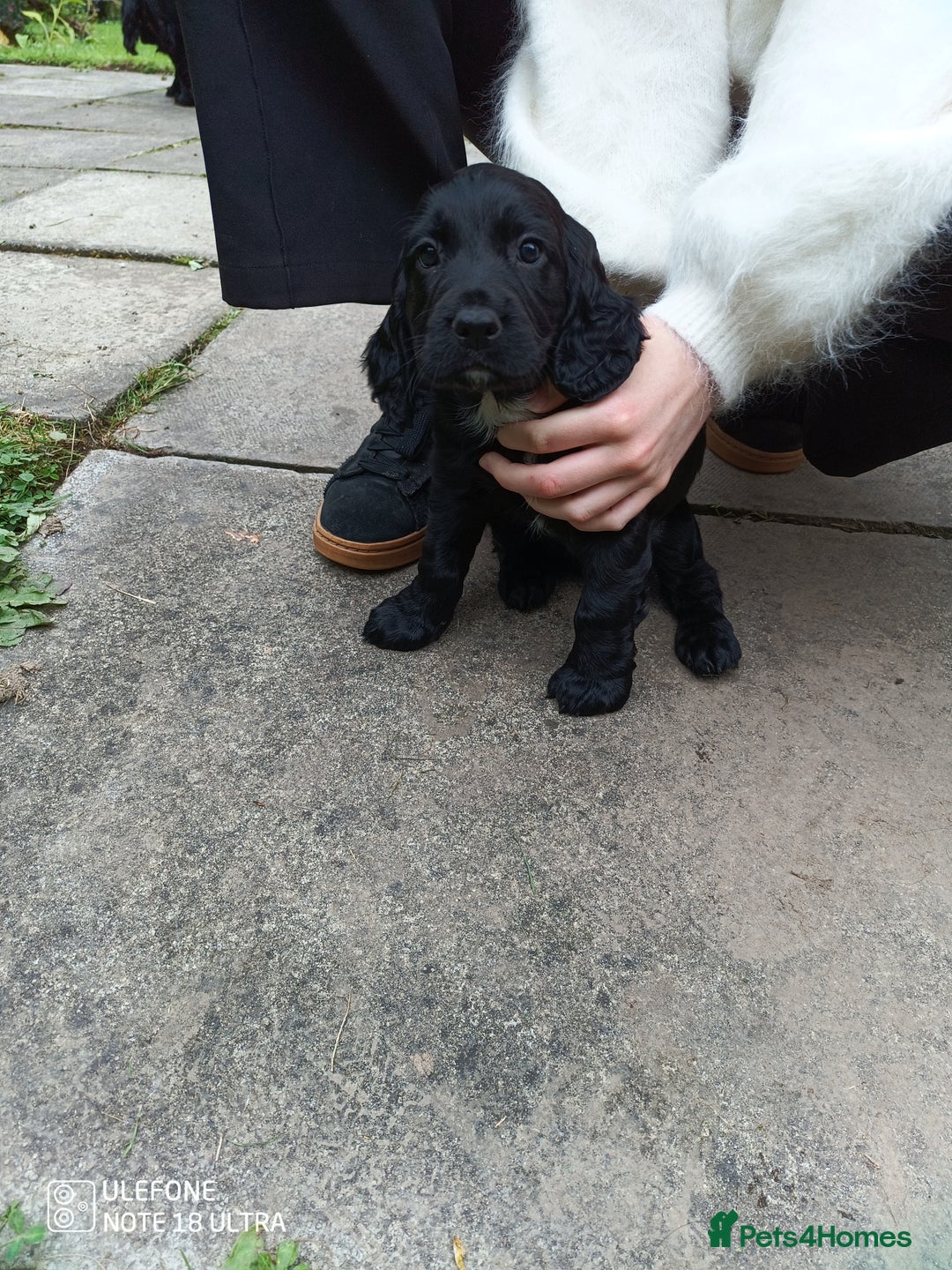 Cocker Spaniel dogs for sale: Beautiful Cocker Spaniel Puppies - Image 20