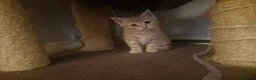 Mixed Breed cats for sale: 2 Male and 1 Female kitten for sale £60 Each  in Chichester - Advert 3