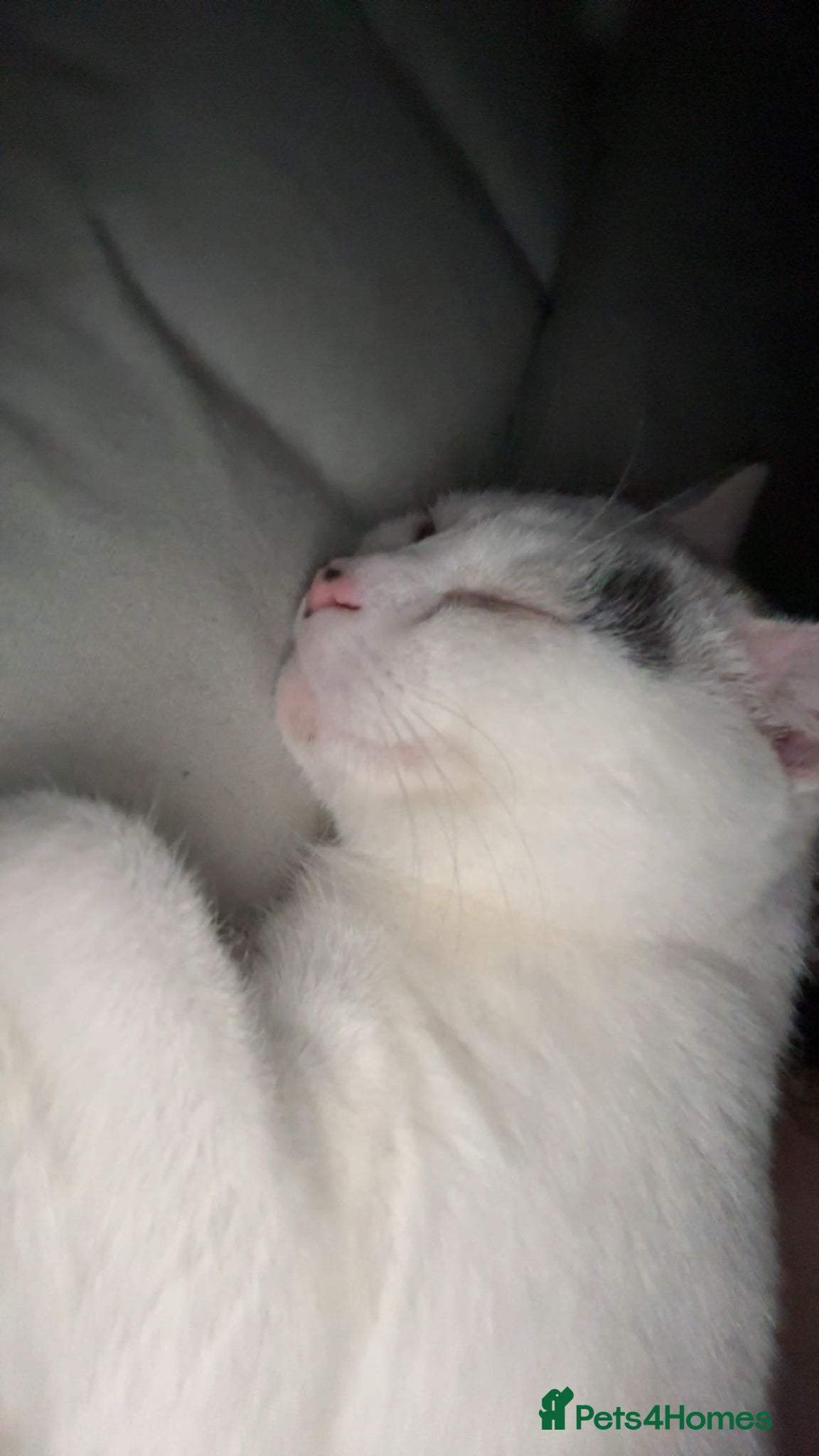 Mixed Breed cats Alfie - Advert 12
