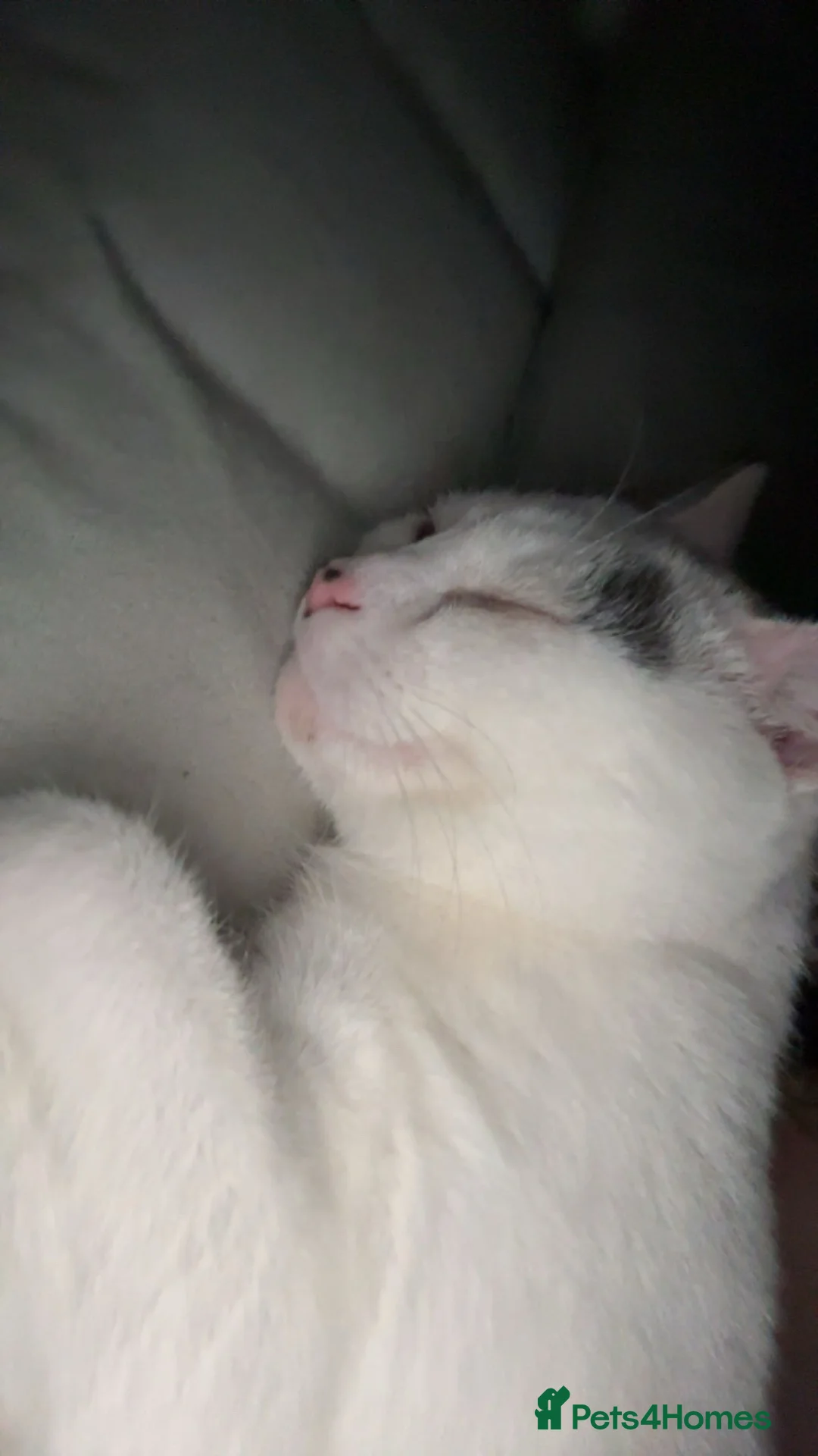 Mixed Breed cats for sale: Alfie - Advert 1