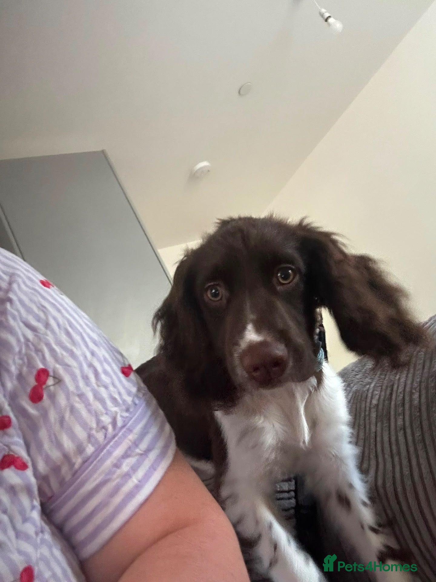 Sprocker dogs 6 month old male sprocker - Advert 3