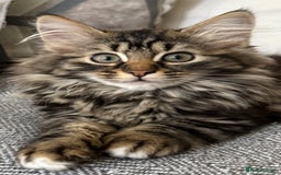 Siberian cats for sale: Lovely Siberian Mix kittens at Windsor Whiskers - Image 8