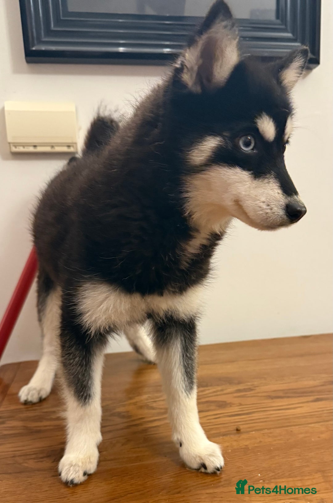Pomsky dogs for sale: Honey I shrunk the Husky 😂 Genuine Toy size pomsk - Advert 5