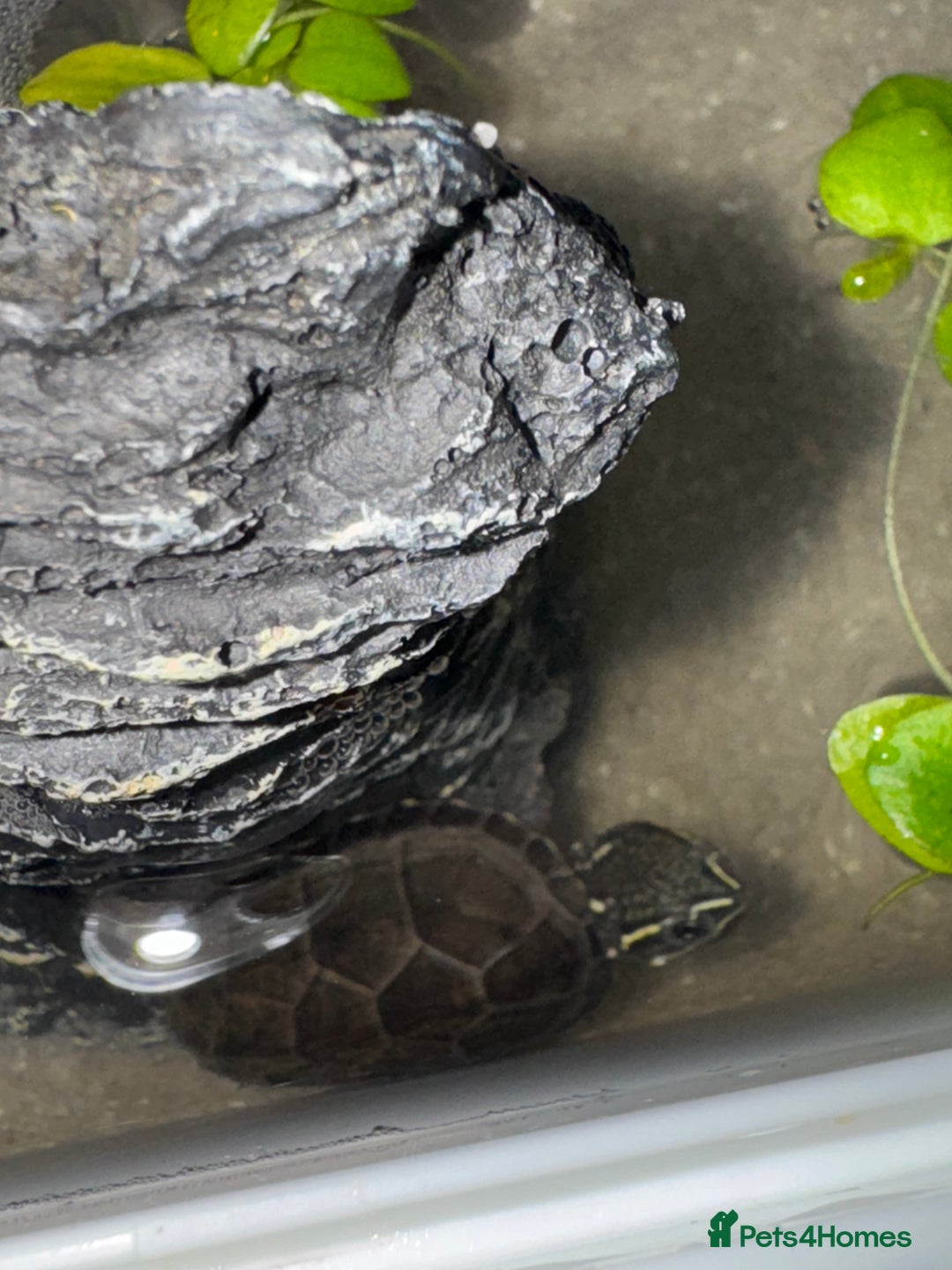 Terrapin reptiles for sale: TWO TERRAPIN TURTLES  - Advert 2