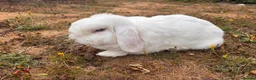 Mini Lop rabbits for sale: Two Blue eye white mini lop rabbits (and hutch) - Advert 10