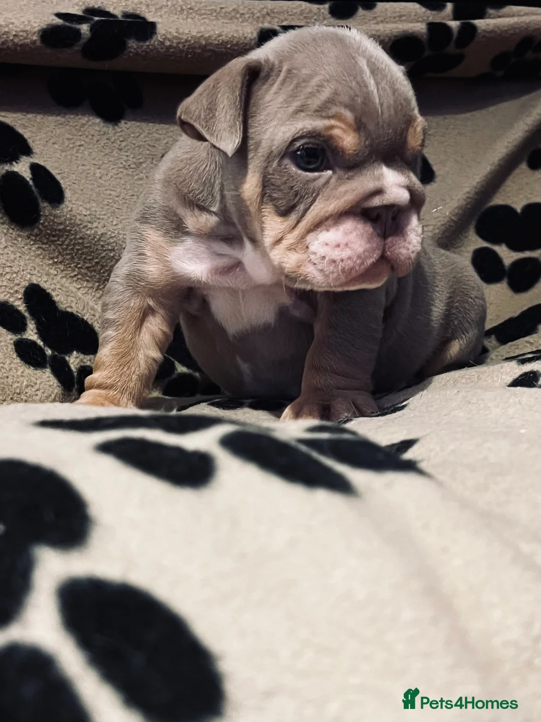 English Bulldog dogs for sale: Beautiful English bulldog pup - Advert 3