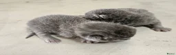 British Shorthair cats for sale: BSH kittens  - Advert 7