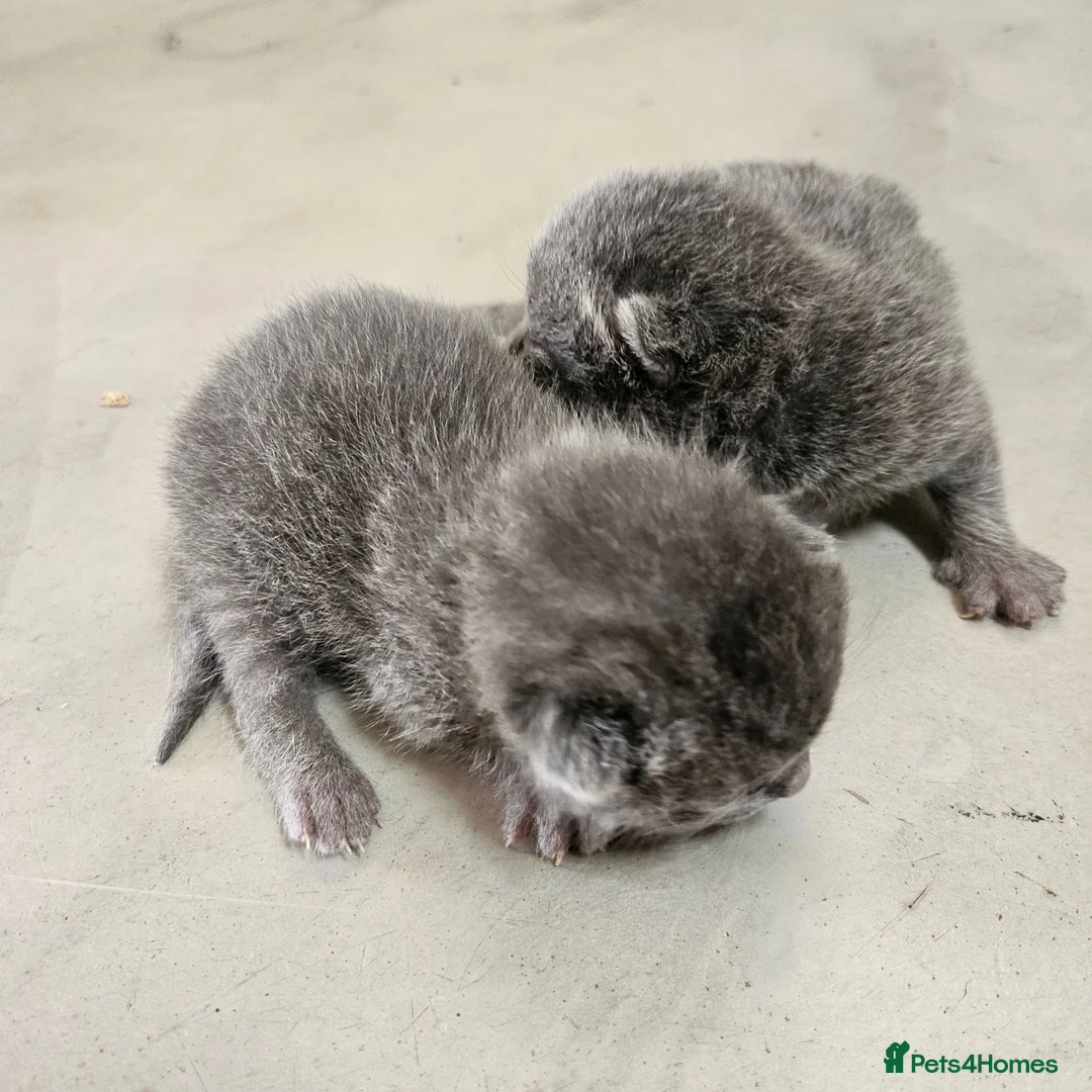 British Shorthair cats for sale: BSH kittens  - Advert 7