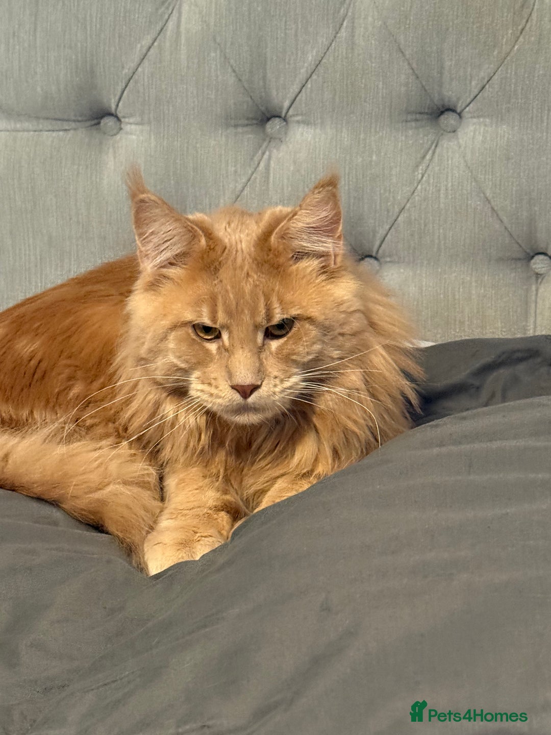 Maine Coon cats for sale: Loving home - Advert 4