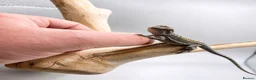 Bearded Dragon reptiles for sale: Bearded Dragon Hatchlings – Black Country Dragons - Advert 8