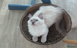 Ragdoll cats for sale: Male Ragdoll Seeks Loving Home💙 - Image 9
