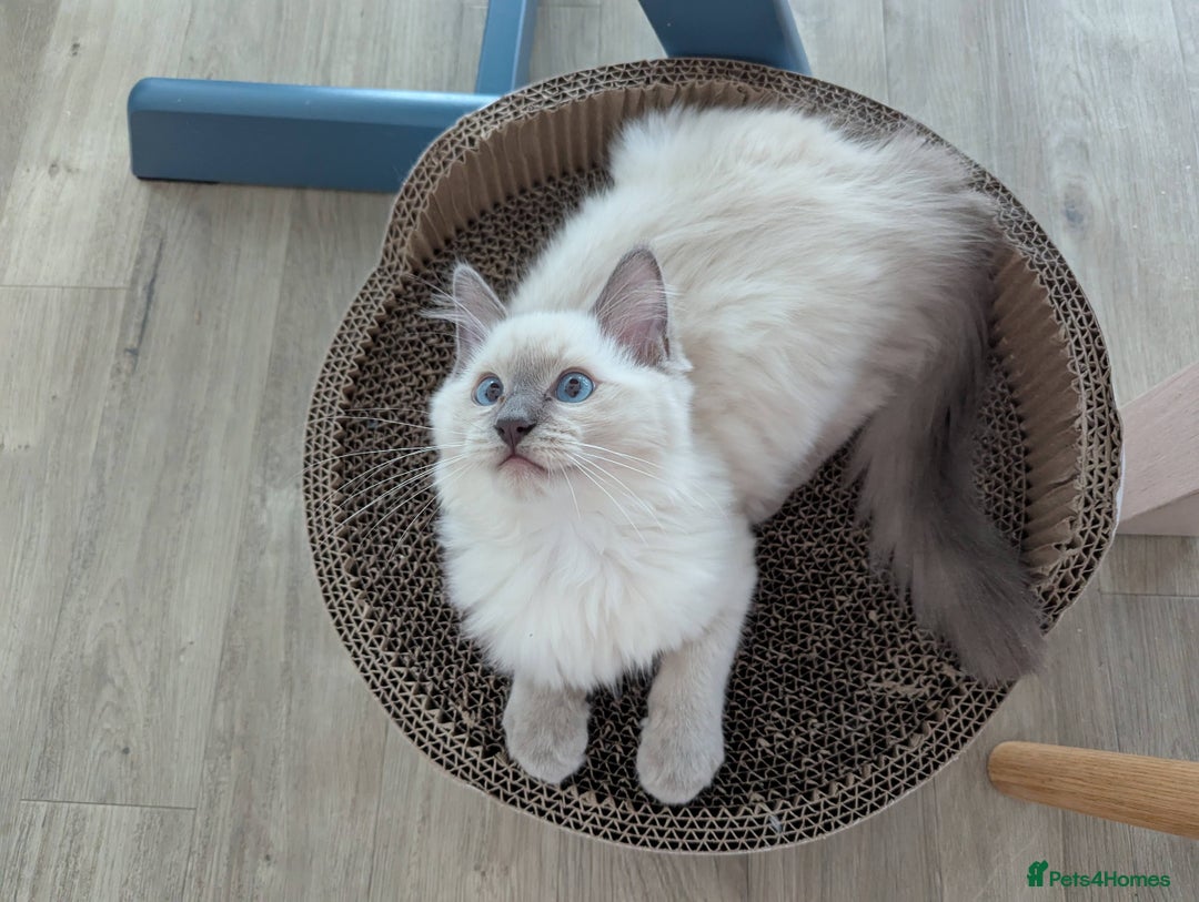 Ragdoll cats for sale: Male Ragdoll Seeks Loving Home💙 - Image 9