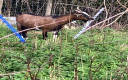 Goats livestock for sale: Gorgeous pigmy goats for sale - Image 4