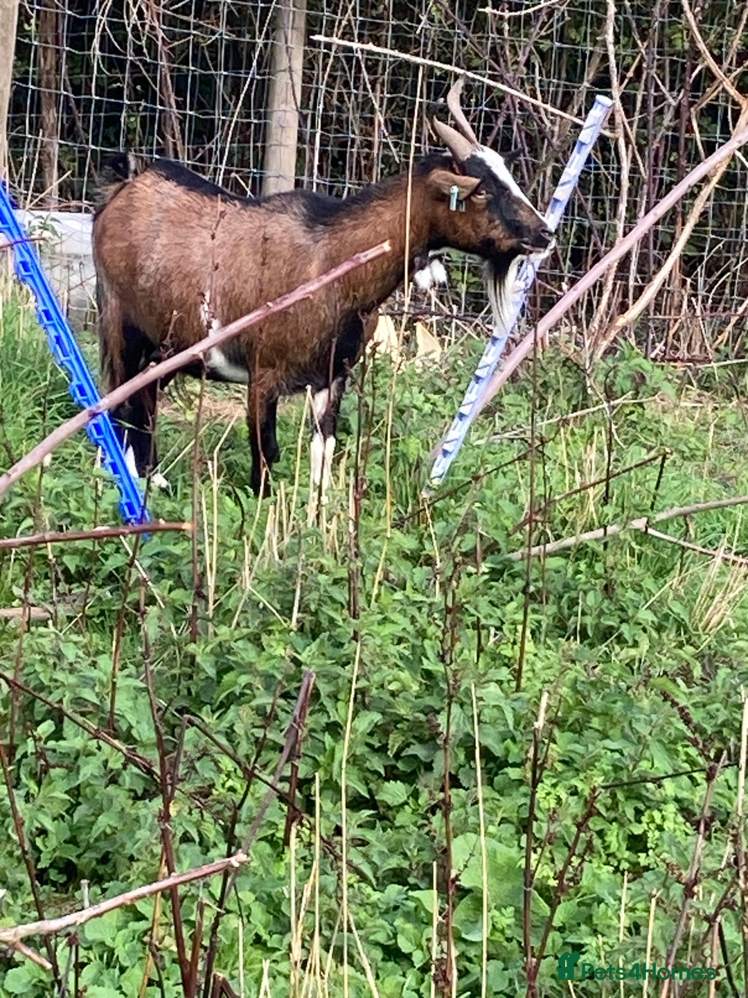Goats livestock for sale: Gorgeous pigmy goats for sale - Image 4