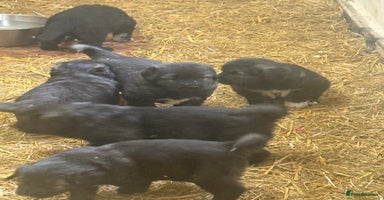 Caucasian Shepherd Dog dogs - Advert 1