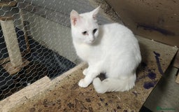 Turkish Angora cats for sale: British short-hair and turkish angora - Advert 2