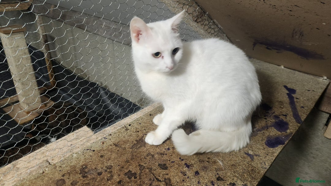 Turkish Angora cats for sale: British short-hair and turkish angora - Advert 2